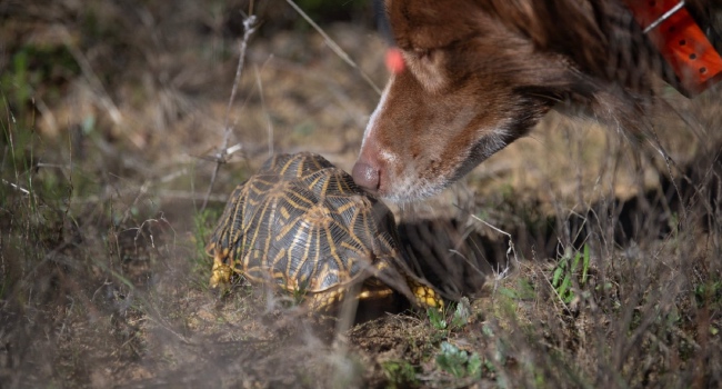 Dogs On The Trail Of South Africa's Endangered Tortoises • Channels Television