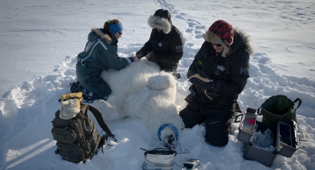 The Eye-Opening Science Of Close Encounters With Polar Bears • Channels Television